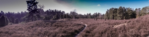 AusZeit Walsrode Heidelandschaft